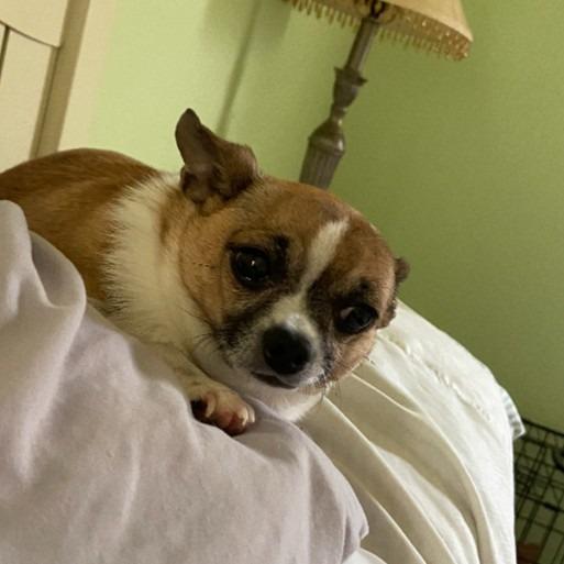 Enlarge Billie Jean, a Adoptable Chihuahua in Toms Brook, VA image 3/3