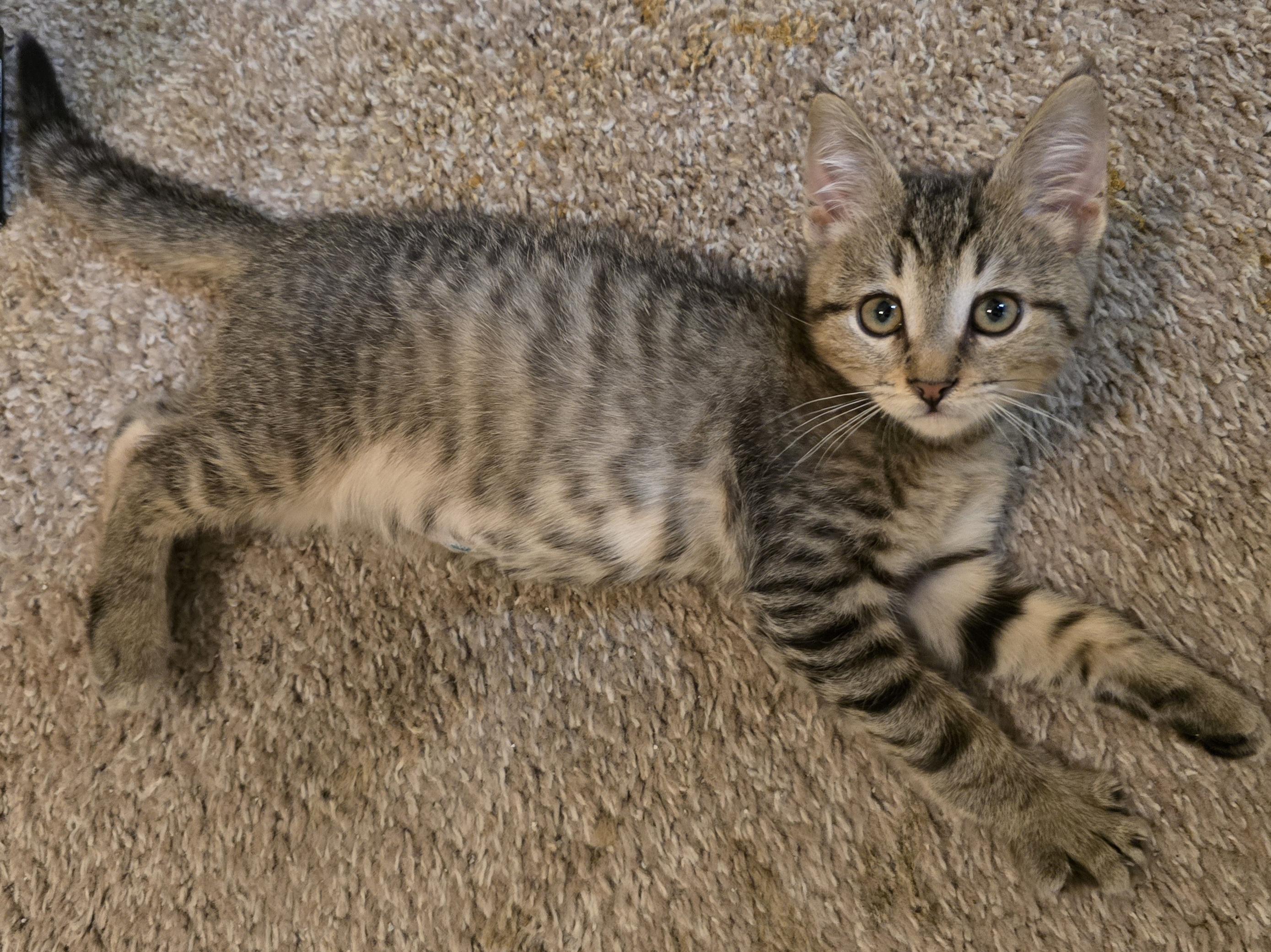 Cats for Adoption Near 98053, WA | Petfinder