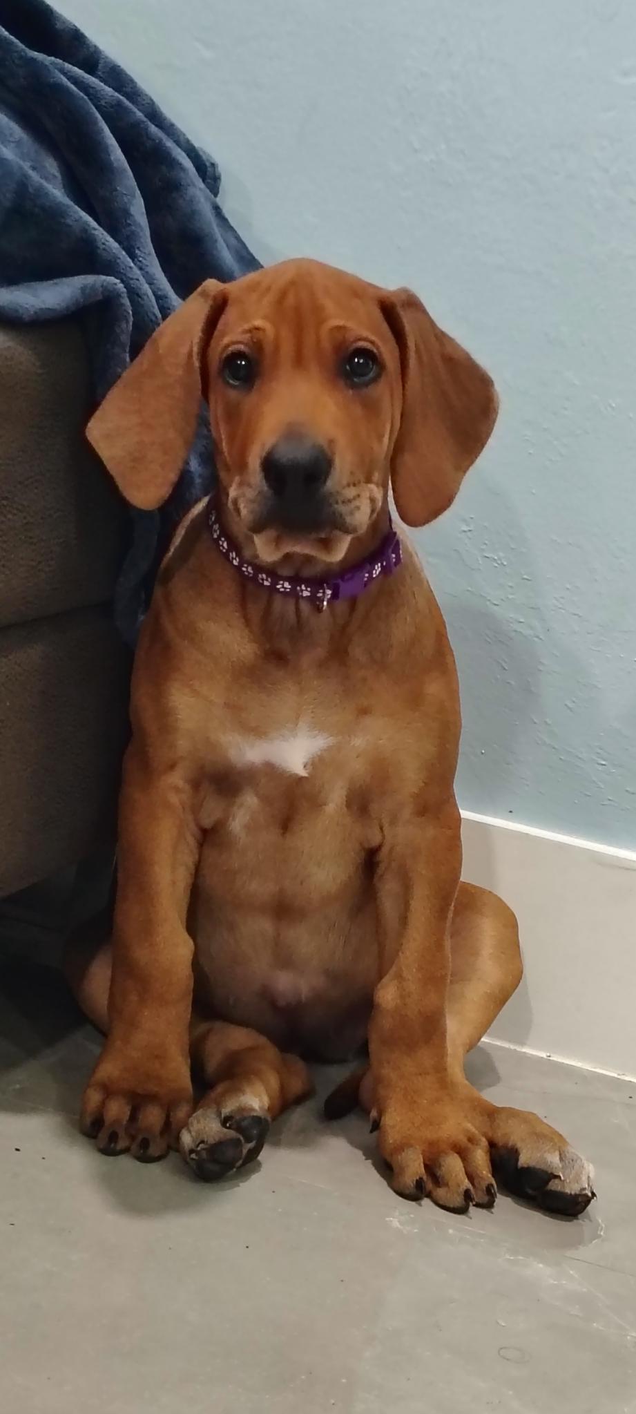 Ginny and Georgia, an adopted Rhodesian Ridgeback in Cape Coral, FL image 2/3