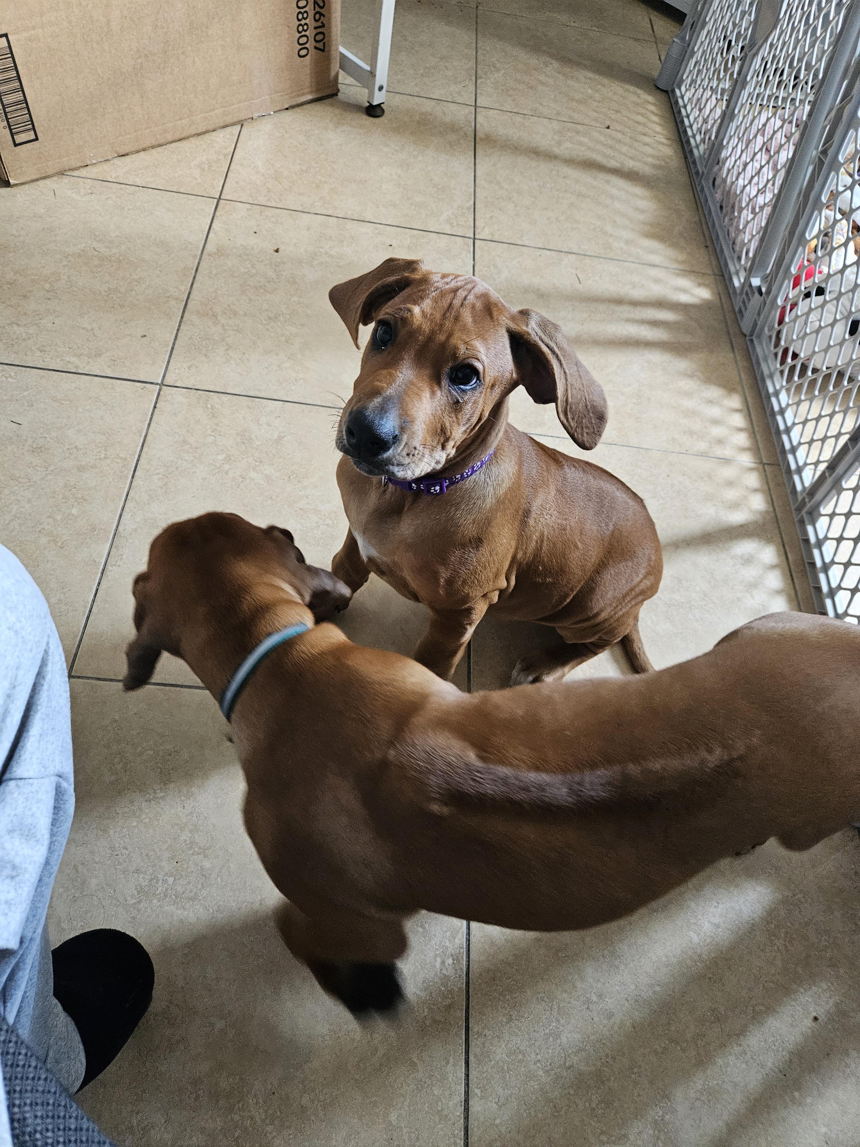 Ginny and Georgia, adopted, Puppy Female Rhodesian Ridgeback.