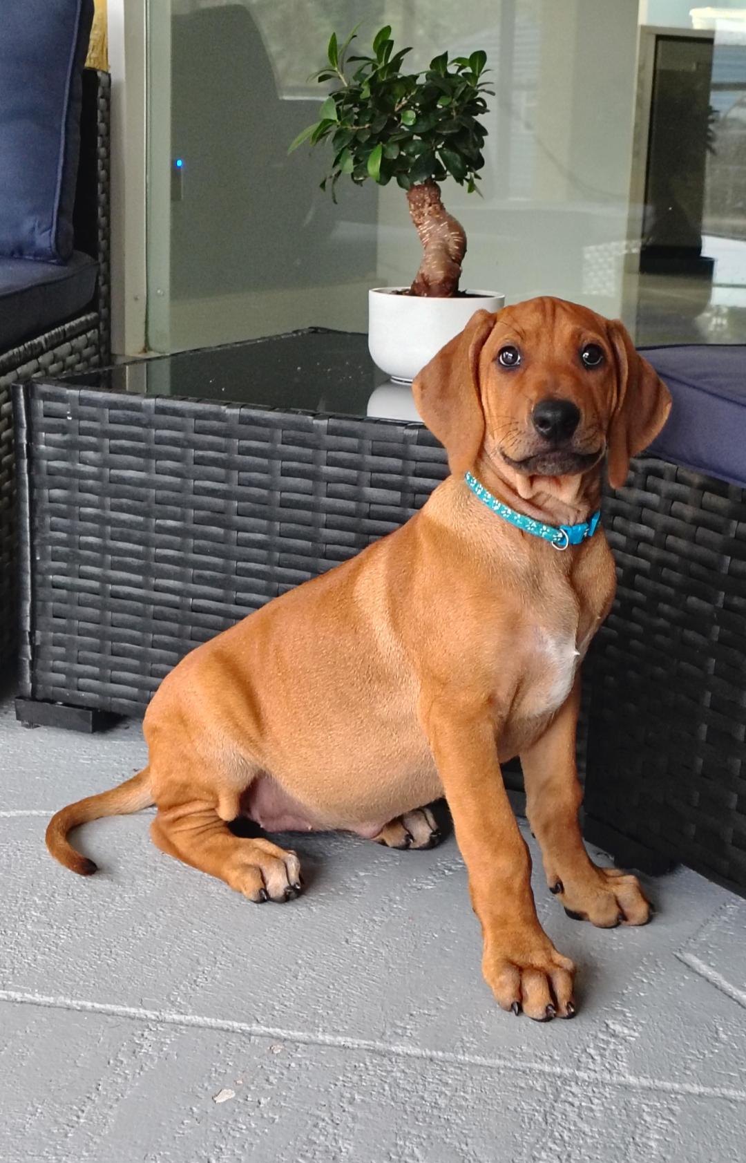 Ginny and Georgia, an adopted Rhodesian Ridgeback in Cape Coral, FL image 3/3