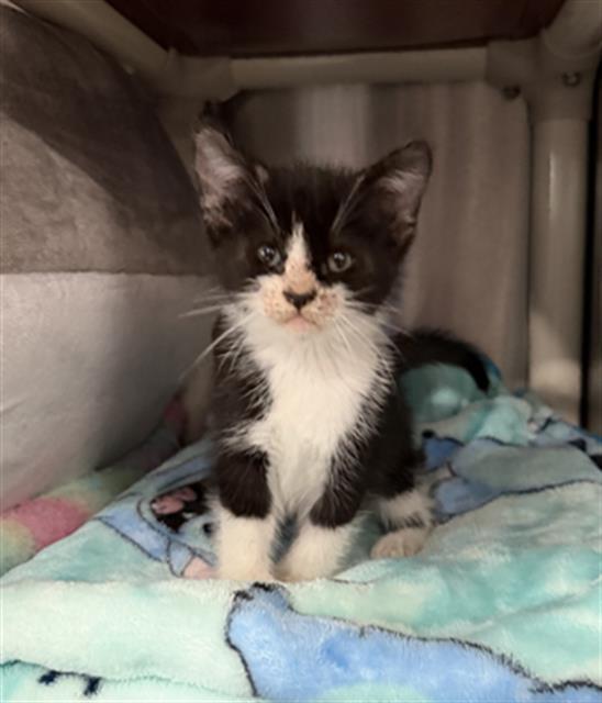 Enlarge HUNTER- IN FOSTER, a Adoptable Domestic Medium Hair in Redlands, CA image 1/1