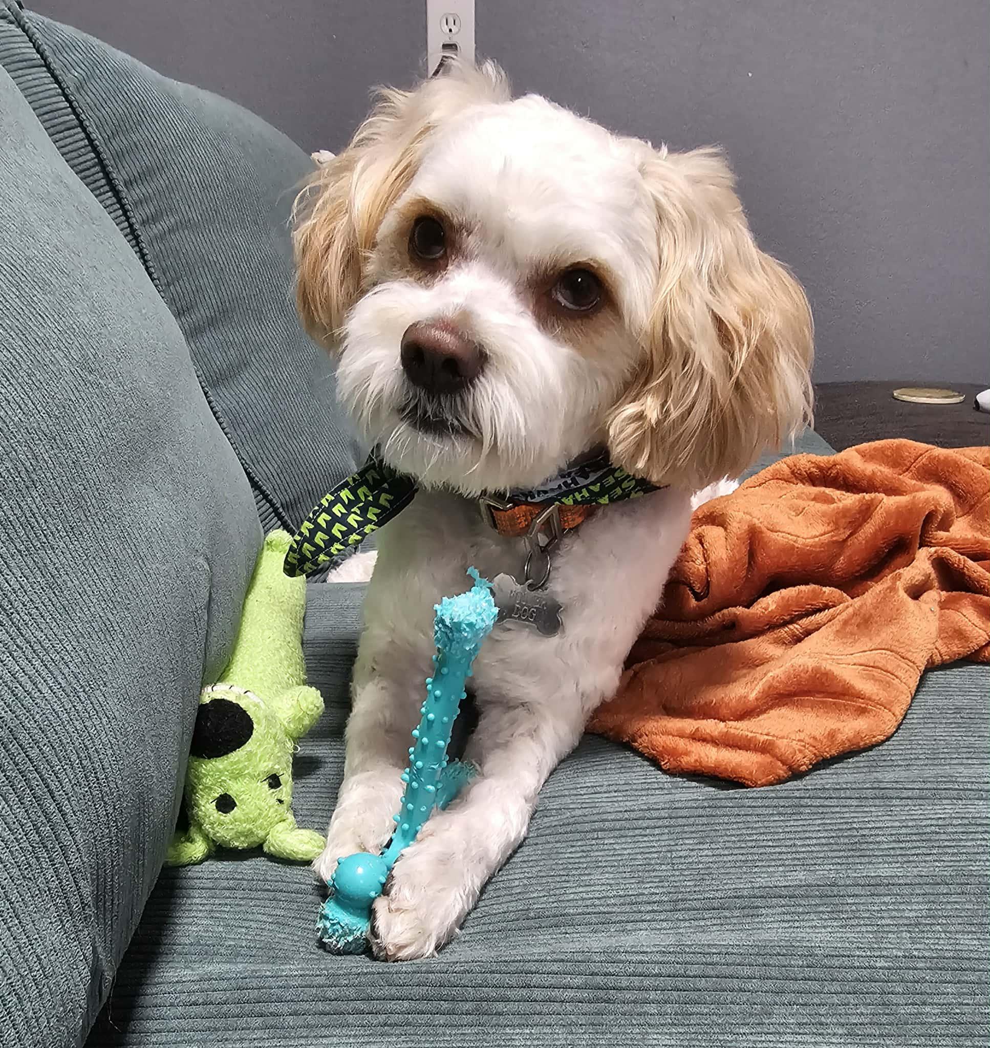 Sammy - pending, a Adoptable mixed breed in Tacoma, WA image 5/6