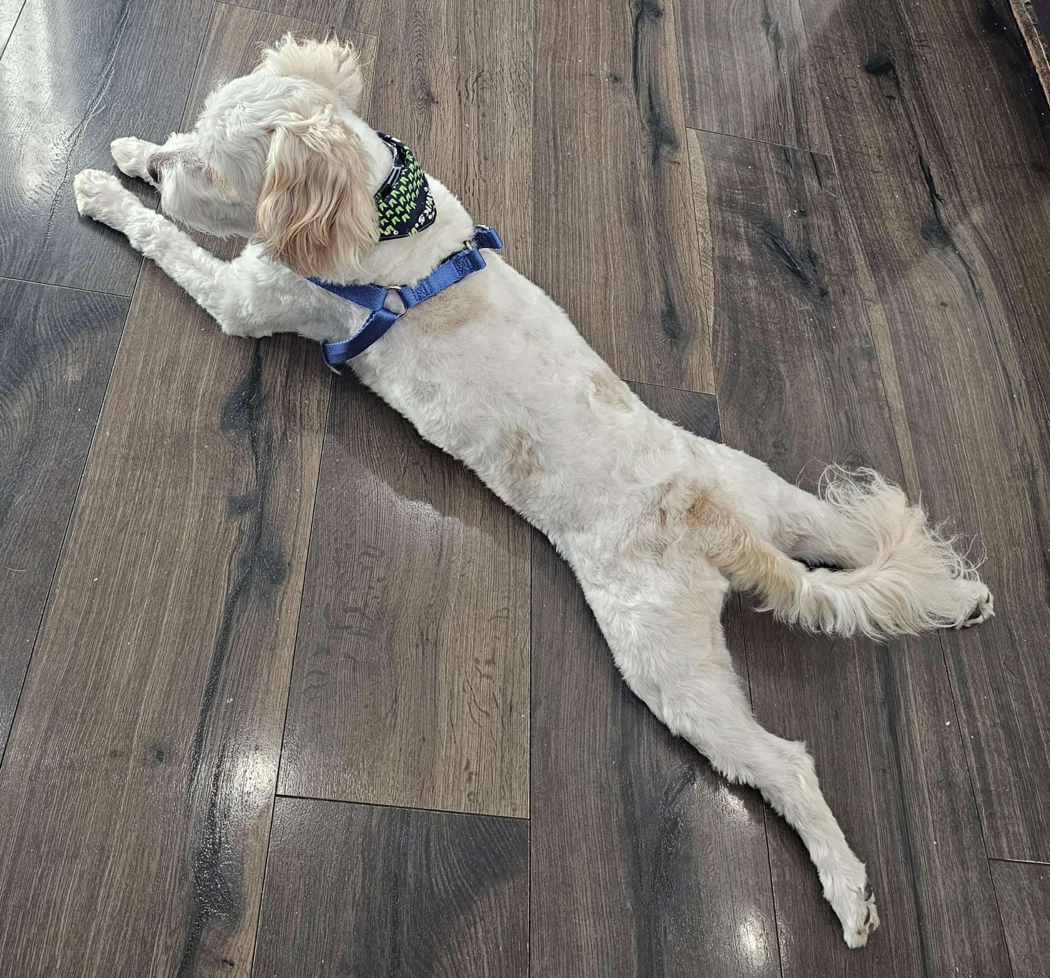 Sammy - pending, a Adoptable mixed breed in Tacoma, WA image 6/6