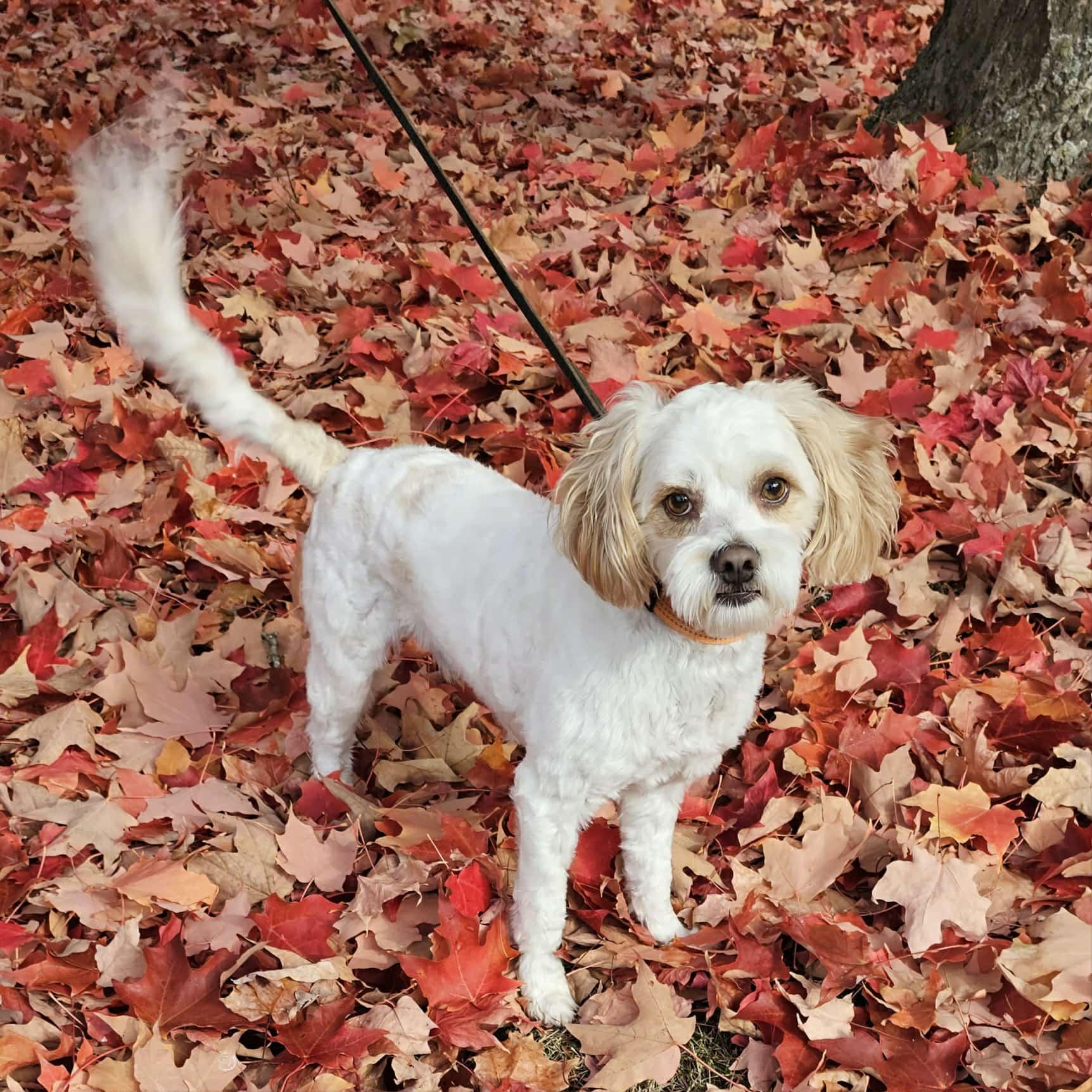 Sammy - pending, a Adoptable mixed breed in Tacoma, WA image 3/6