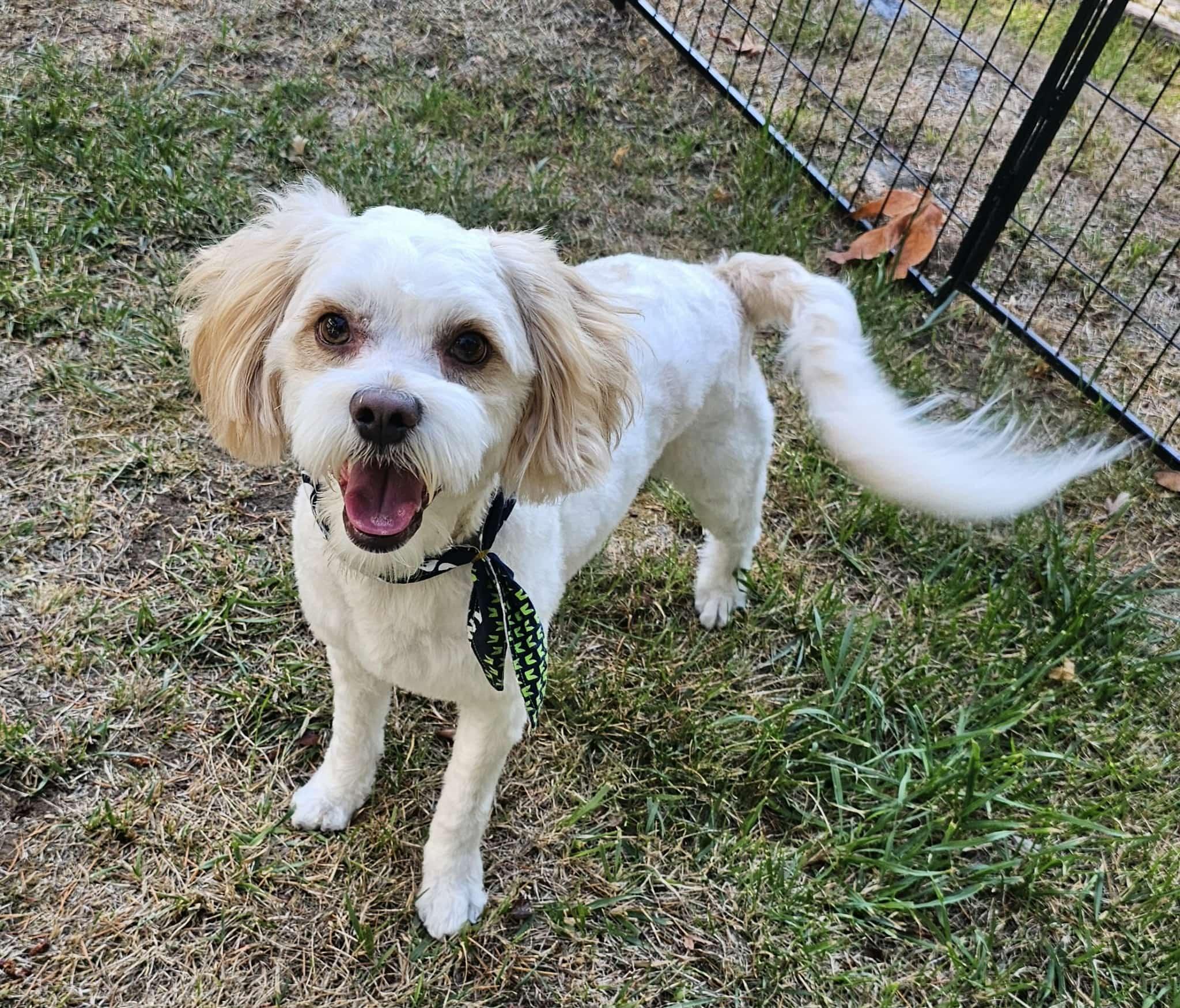 Sammy - pending, a Adoptable mixed breed in Tacoma, WA image 4/6