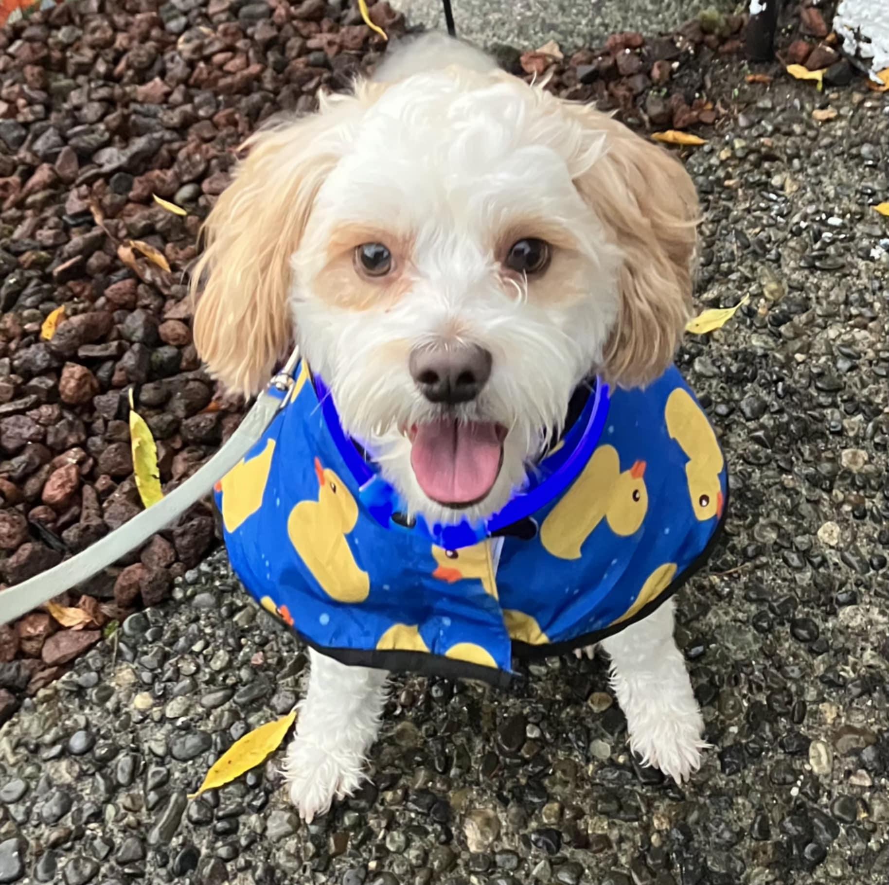 Sammy - pending, Adoptable, Adult Male Poodle & Cavalier King Charles Spaniel.