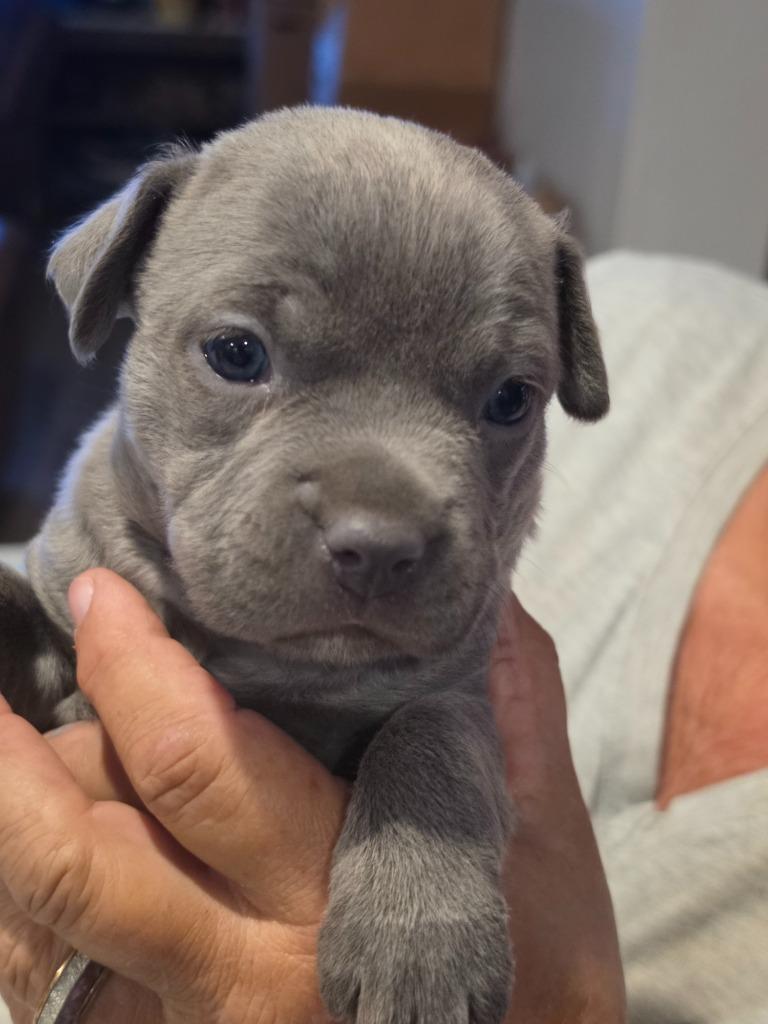Dora, Adopted, Puppy Female Pit Bull Terrier.