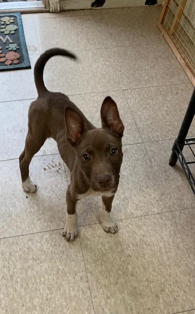 Hattie, ADOPTABLE, Puppy Female Terrier & Miniature Pinscher.