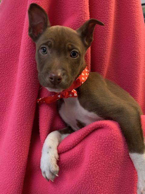 Enlarge Hattie, a ADOPTABLE mixed breed in Fair Oaks Ranch, TX image 1/4