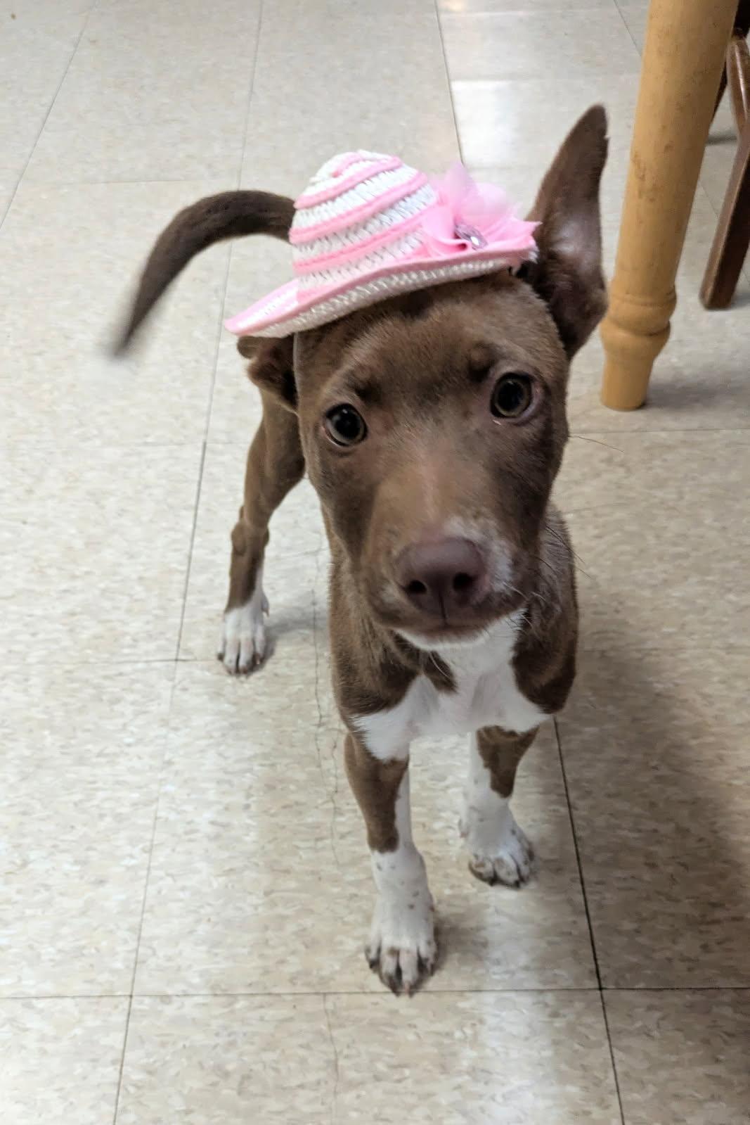 Enlarge Hattie, a ADOPTABLE mixed breed in Fair Oaks Ranch, TX image 4/4