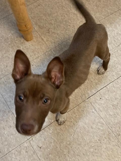 Enlarge Hattie, a ADOPTABLE mixed breed in Fair Oaks Ranch, TX image 2/4