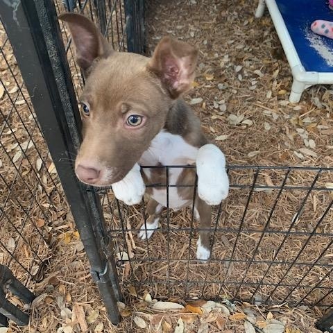 Enlarge Hattie, a ADOPTABLE mixed breed in Fair Oaks Ranch, TX image 4/4