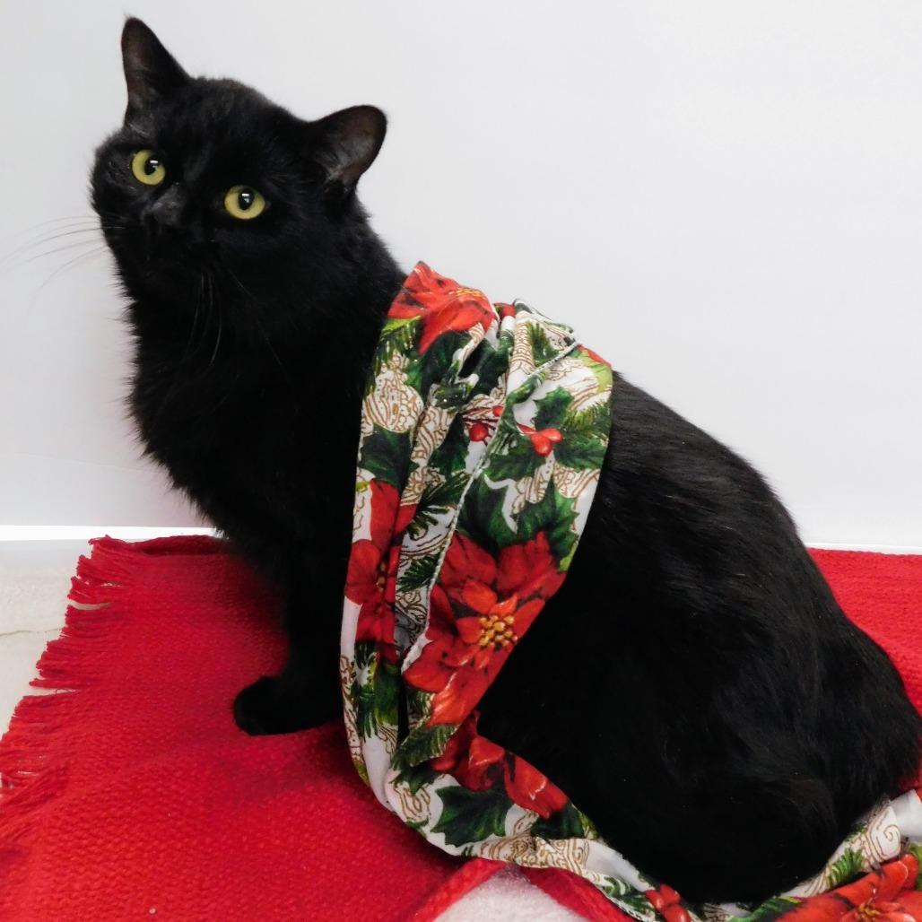 Enlarge Peter, a Adoptable Domestic Short Hair in Canton, IL image 1/6