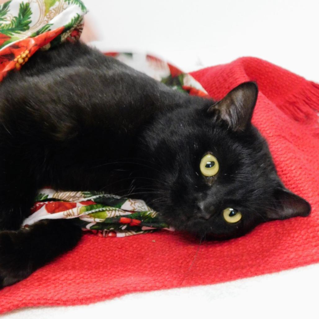 Enlarge Peter, a Adoptable Domestic Short Hair in Canton, IL image 2/6