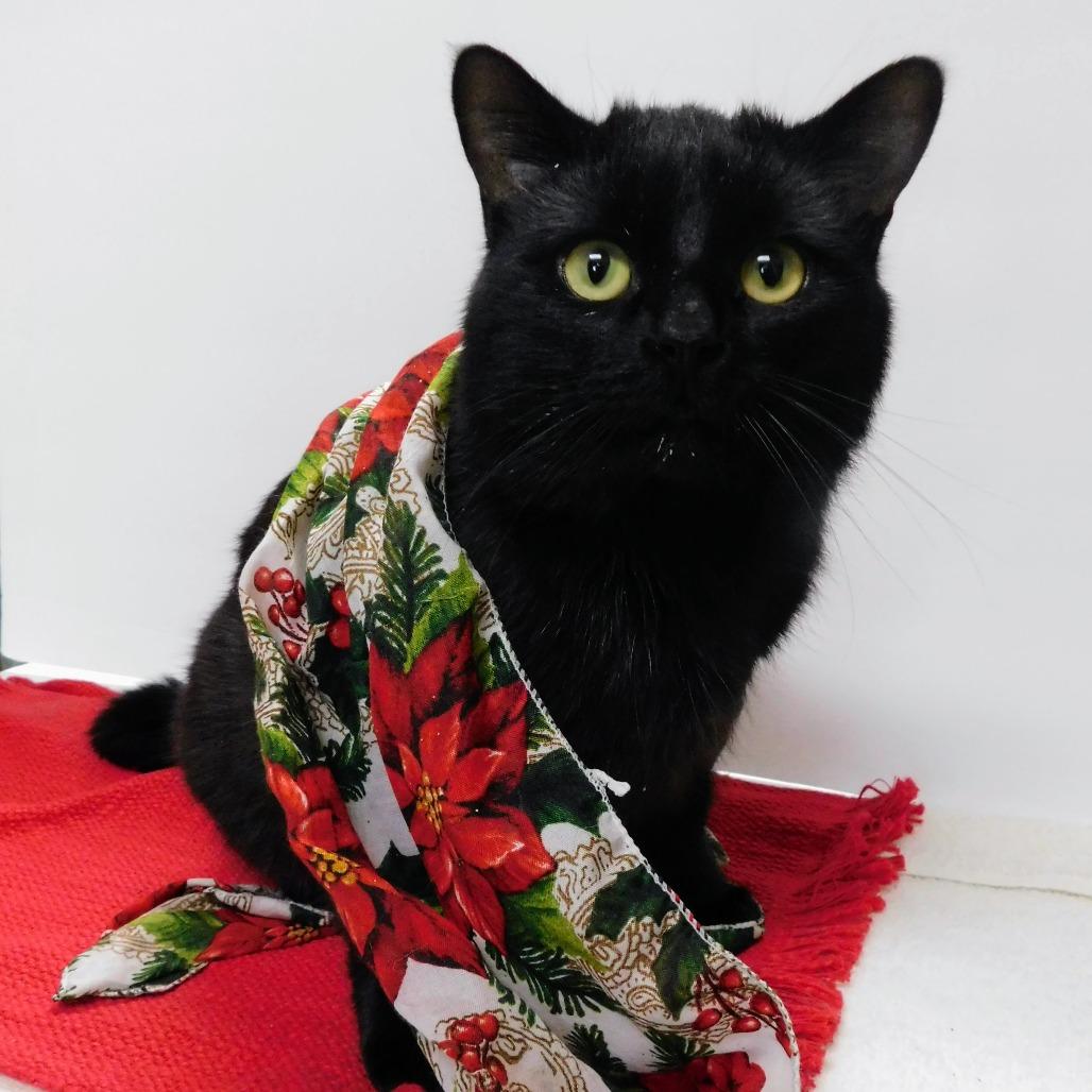 Enlarge Peter, a Adoptable Domestic Short Hair in Canton, IL image 3/6
