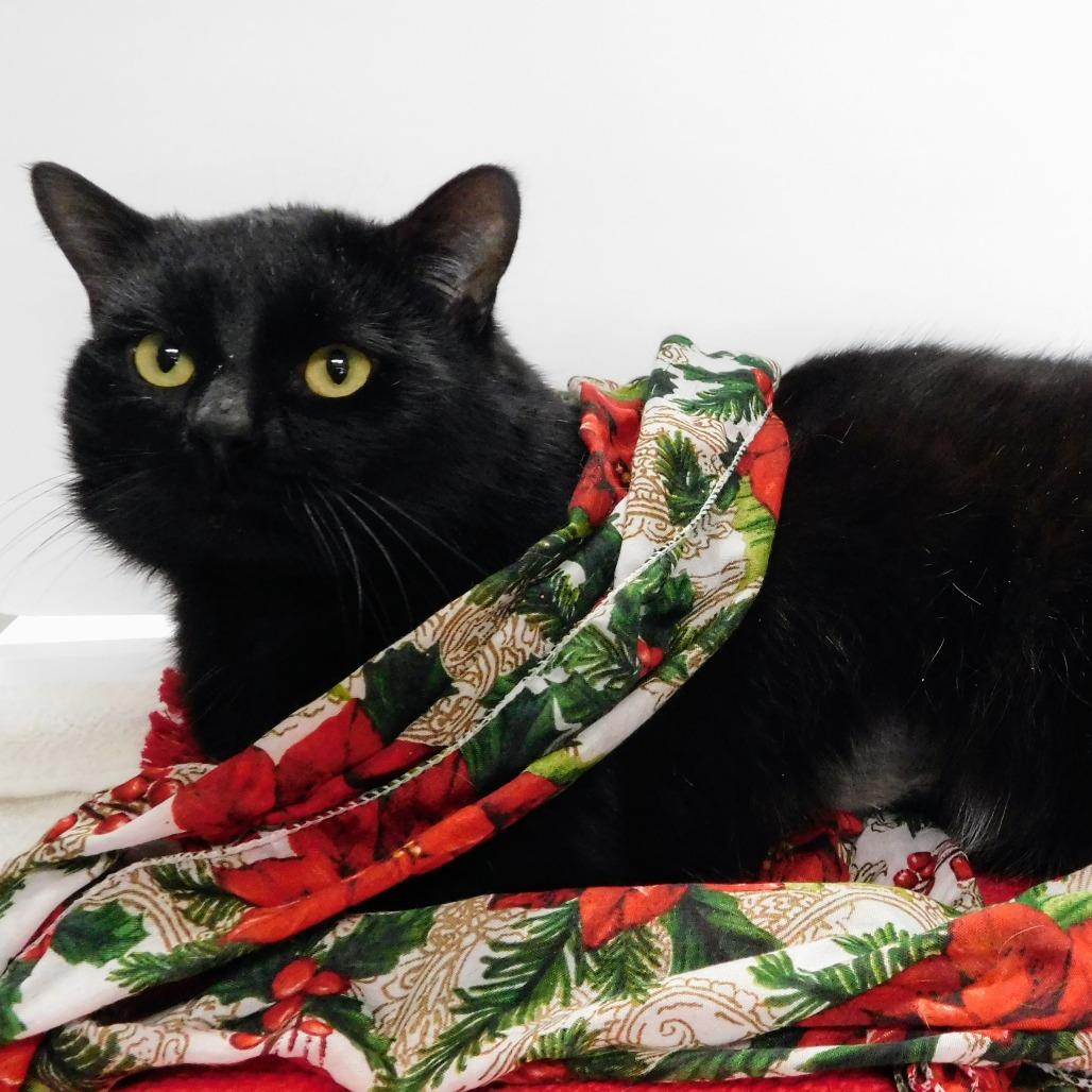 Enlarge Peter, a Adoptable Domestic Short Hair in Canton, IL image 4/6