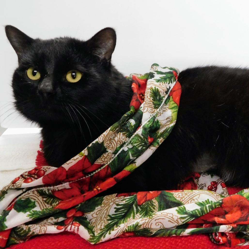 Enlarge Peter, a Adoptable Domestic Short Hair in Canton, IL image 5/6