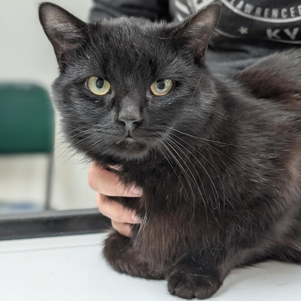 Enlarge Peter, a Adoptable Domestic Short Hair in Canton, IL image 6/6