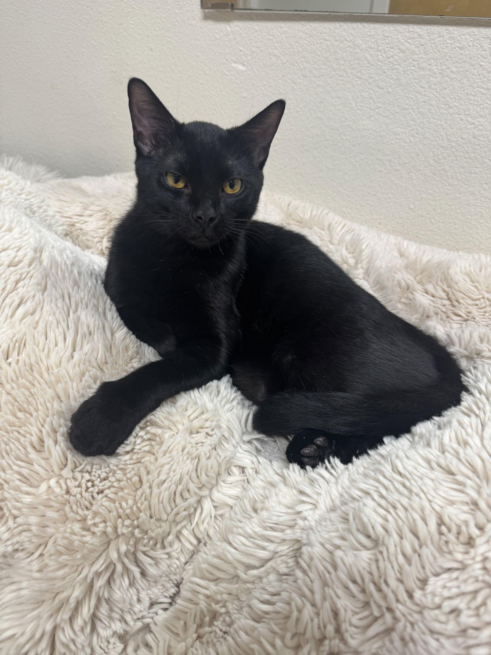 Inky, Adoptable, Young Male Domestic Short Hair.
