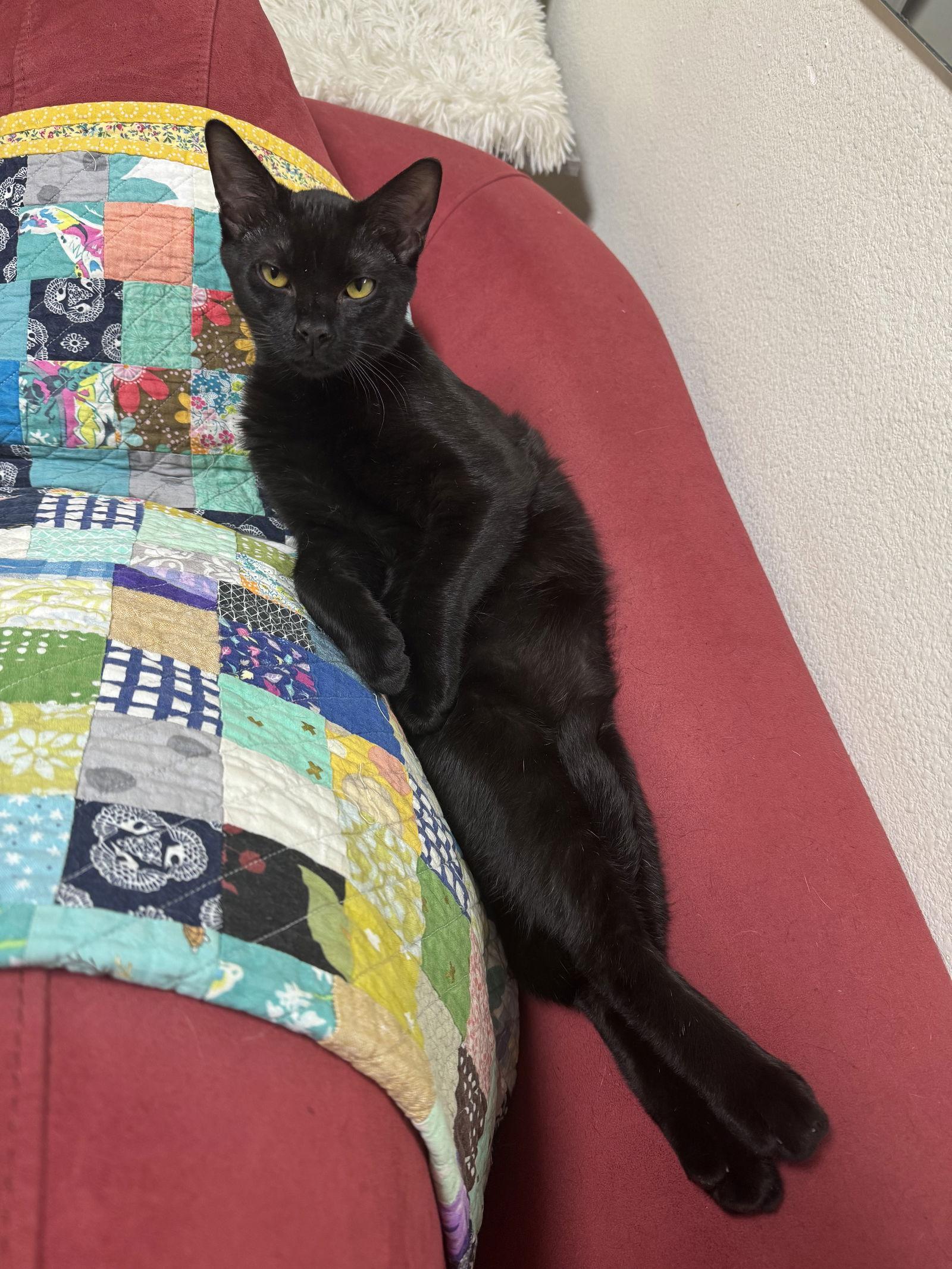 Enlarge Inky, a Adoptable Domestic Short Hair in Dripping Springs, TX image 2/3