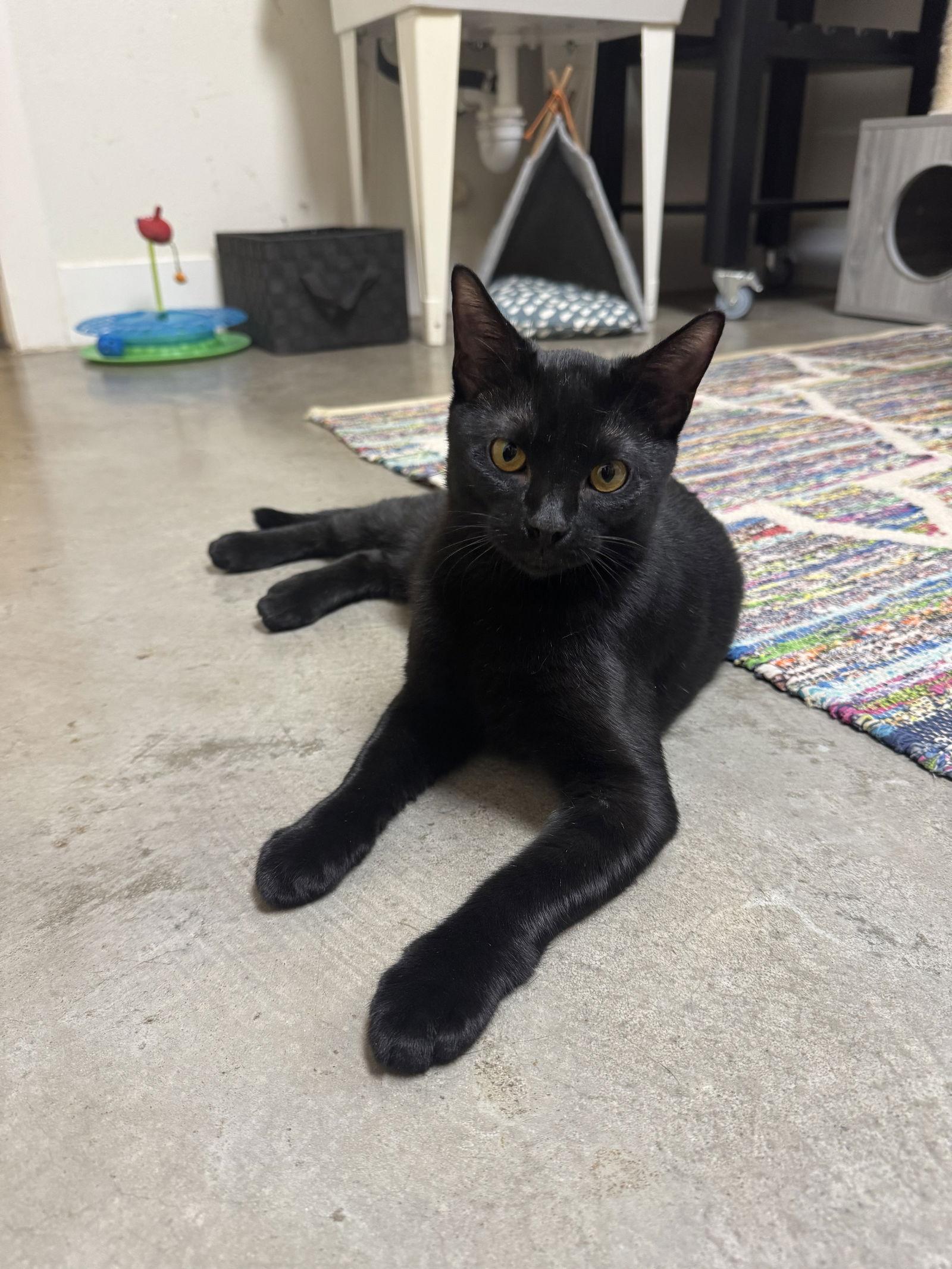 Enlarge Inky, a Adoptable Domestic Short Hair in Dripping Springs, TX image 3/3