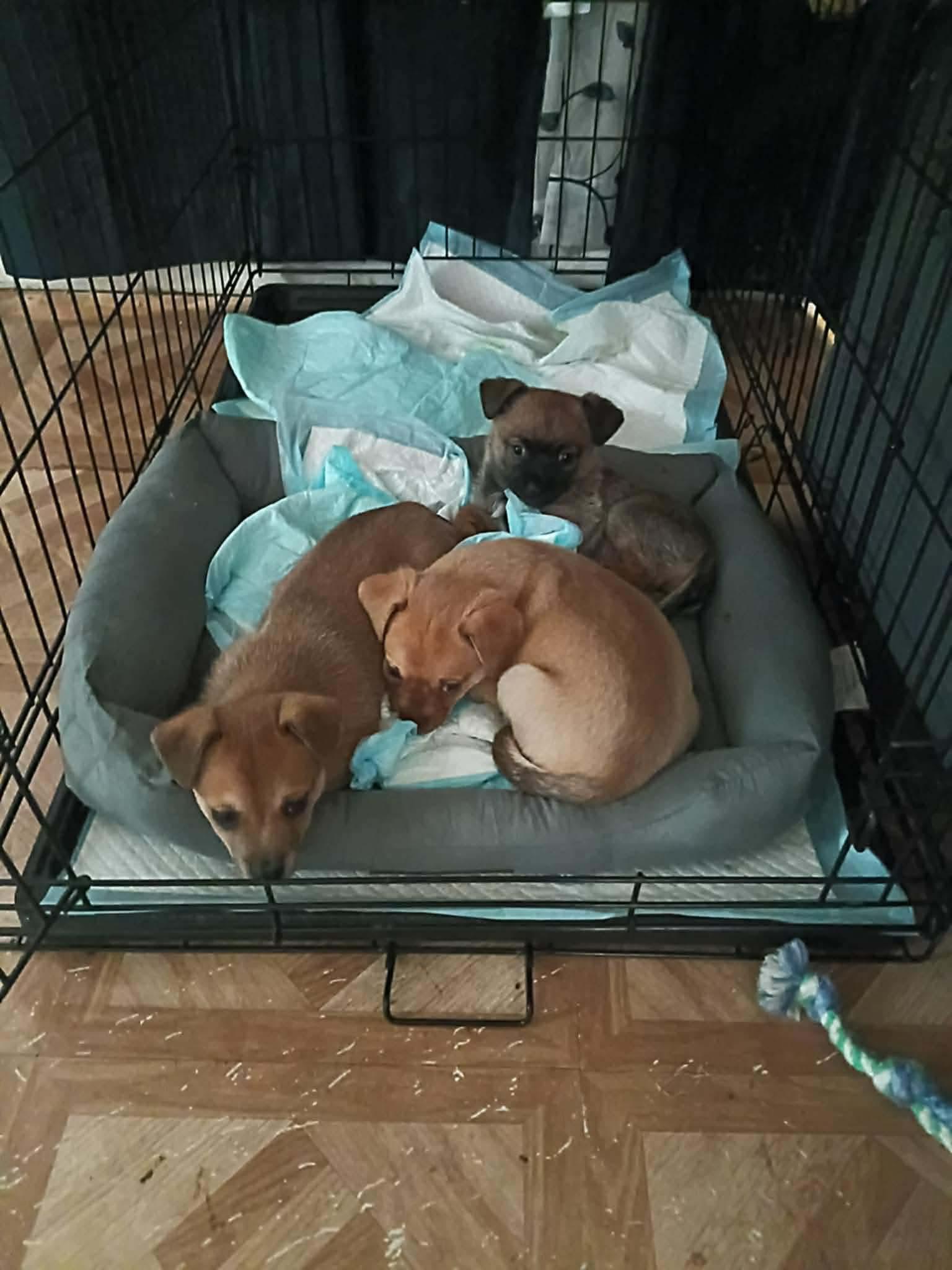 Mugsley, a Adoptable mixed breed in clayton , CA image 4/6