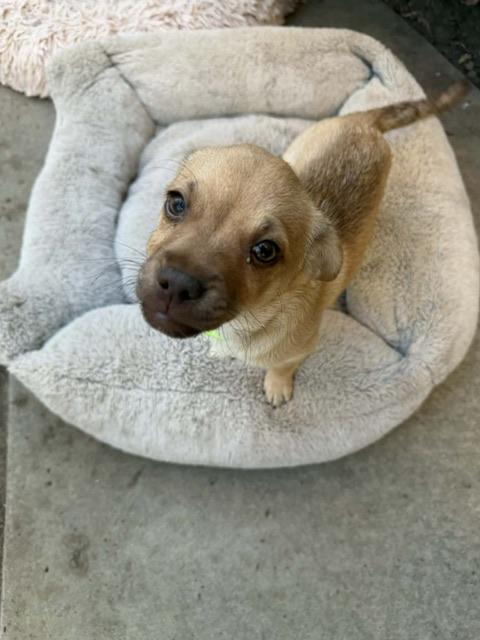 Enlarge Mugsley, a Adoptable mixed breed in clayton , CA image 3/5