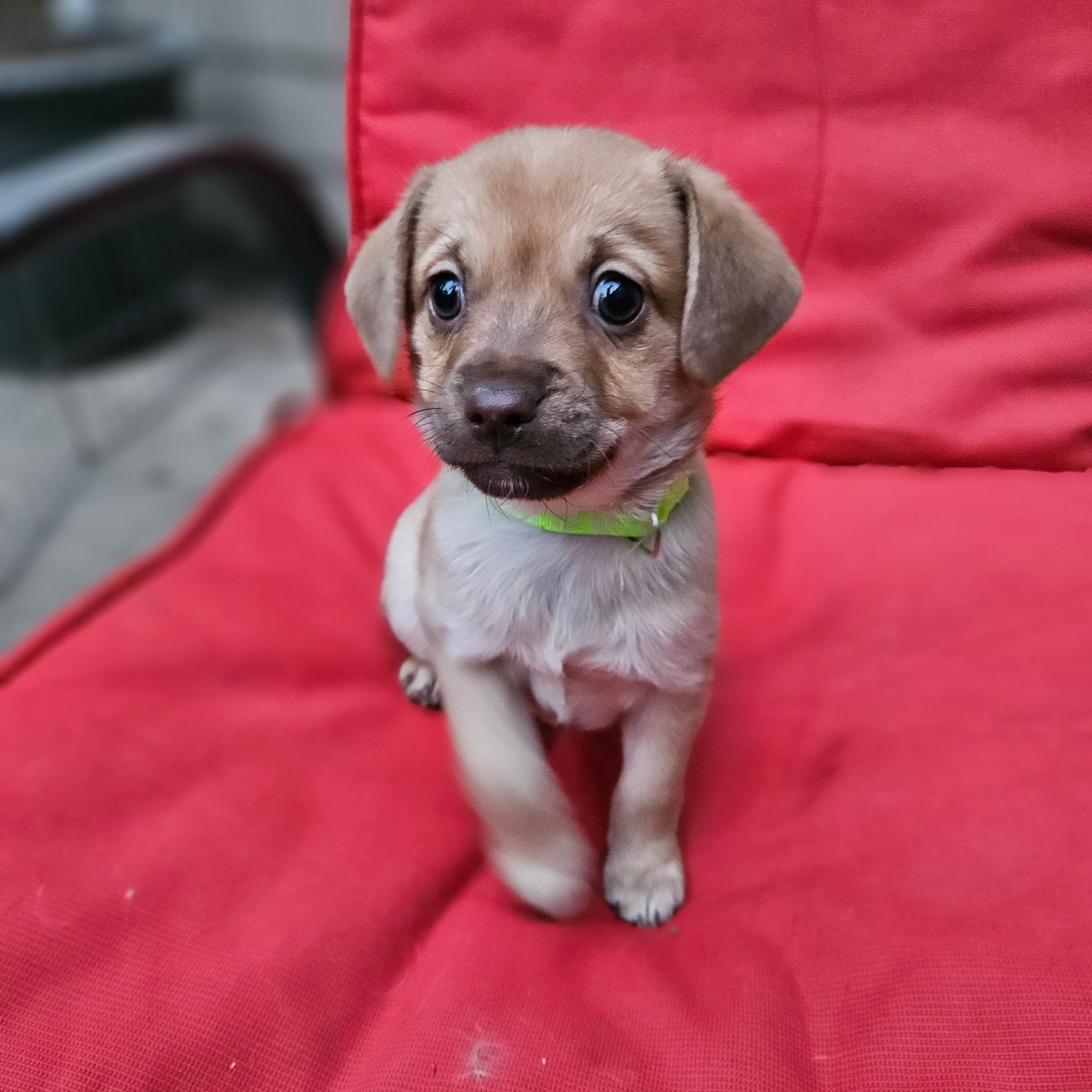 Mugsley, a Adoptable mixed breed in clayton , CA image 2/6