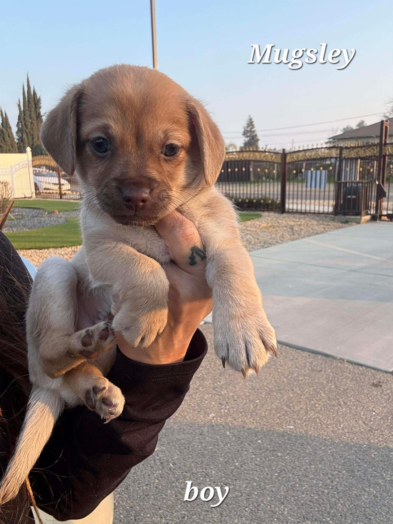 Mugsley, a Adoptable mixed breed in clayton , CA image 3/6