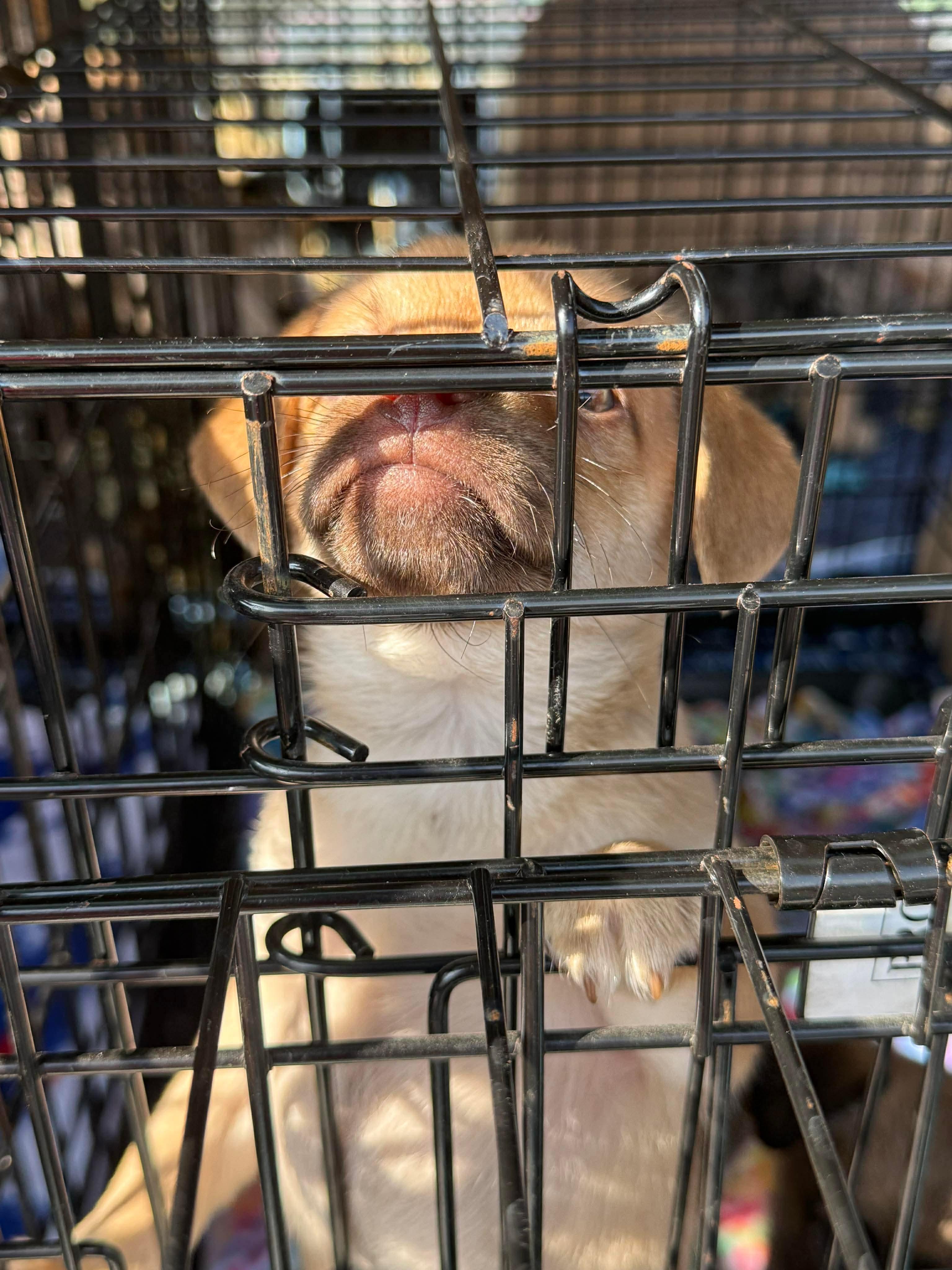 Mugsley, a Adoptable mixed breed in clayton , CA image 6/6