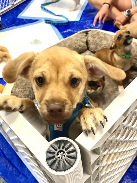 Enlarge Mugsley, a Adoptable mixed breed in clayton , CA image 5/5