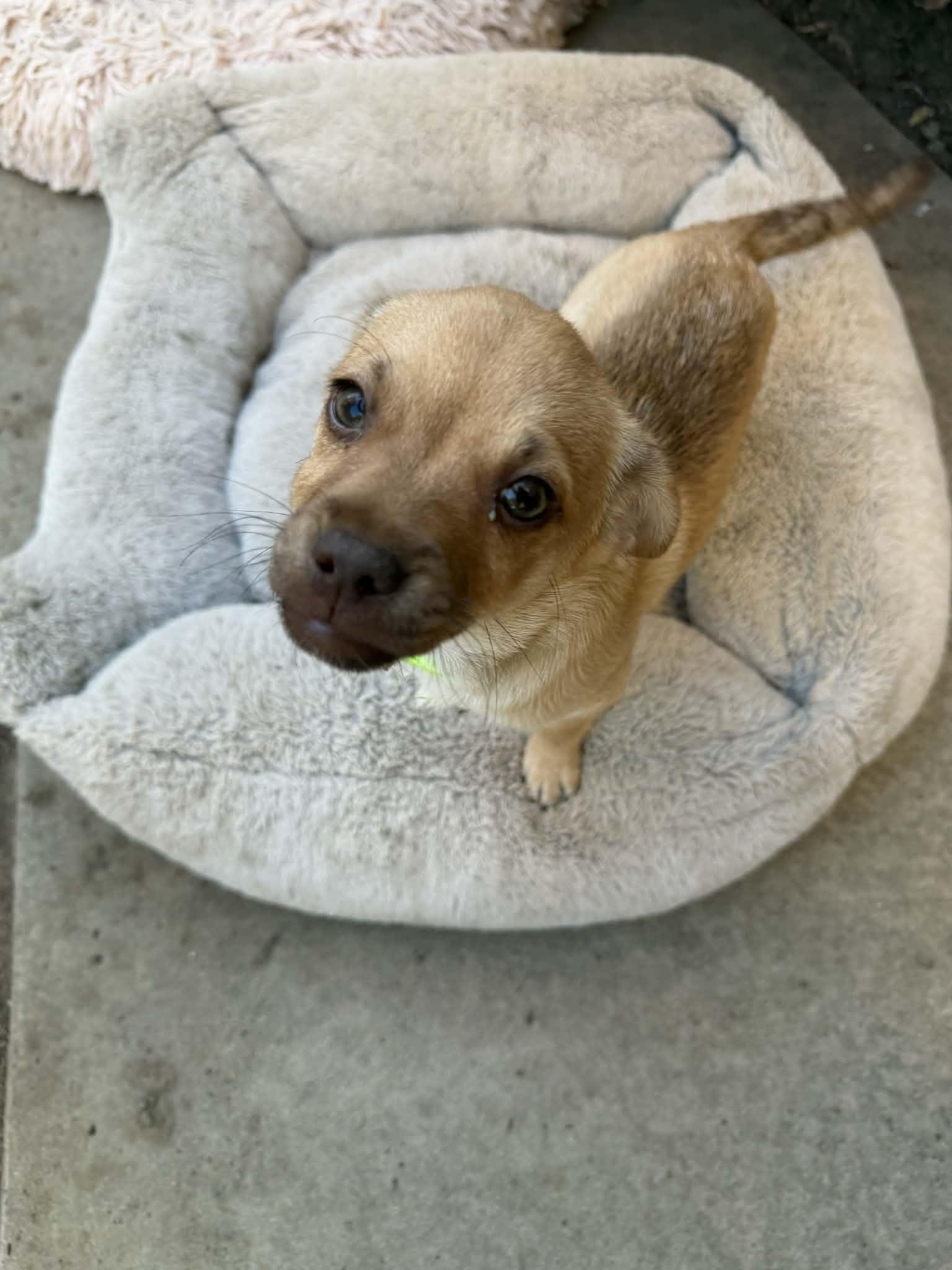 Enlarge Mugsley, a Adoptable mixed breed in clayton , CA image 1/6