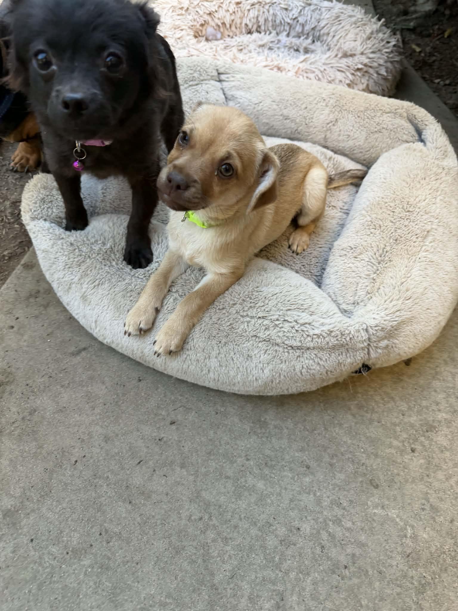 Enlarge Mugsley, a Adoptable mixed breed in clayton , CA image 6/6