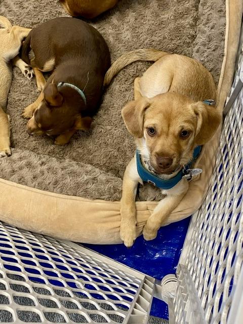 Enlarge Mugsley, a Adoptable mixed breed in clayton , CA image 1/5