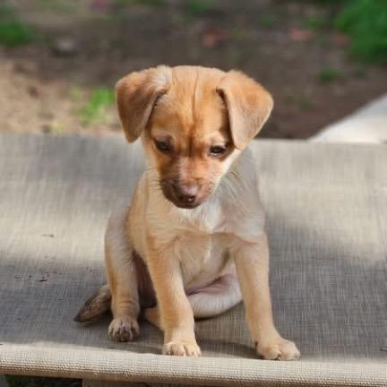 Mugsley, a Adoptable mixed breed in clayton , CA image 1/6