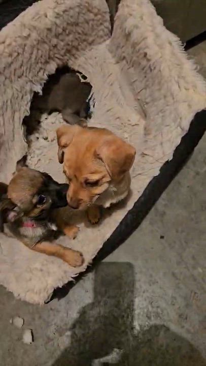 Enlarge Mugsley, a Adoptable mixed breed in clayton , CA video 5/6