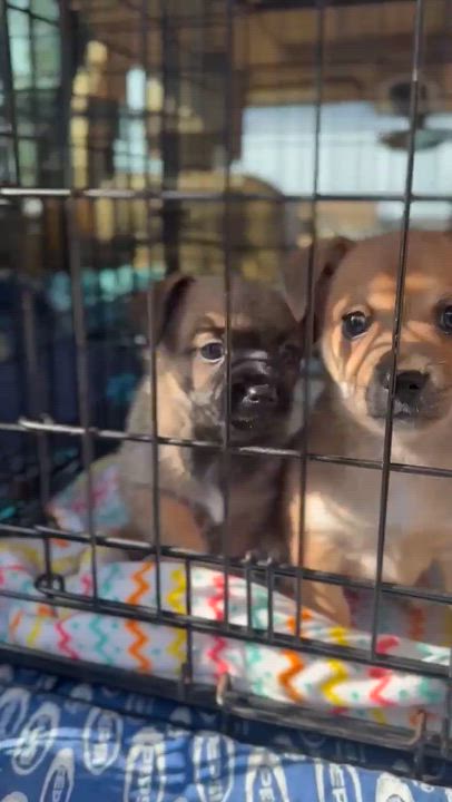 Enlarge Mugsley, a Adoptable mixed breed in clayton , CA video 5/6