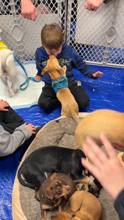 Enlarge Mugsley, a Adoptable mixed breed in clayton , CA video 4/5