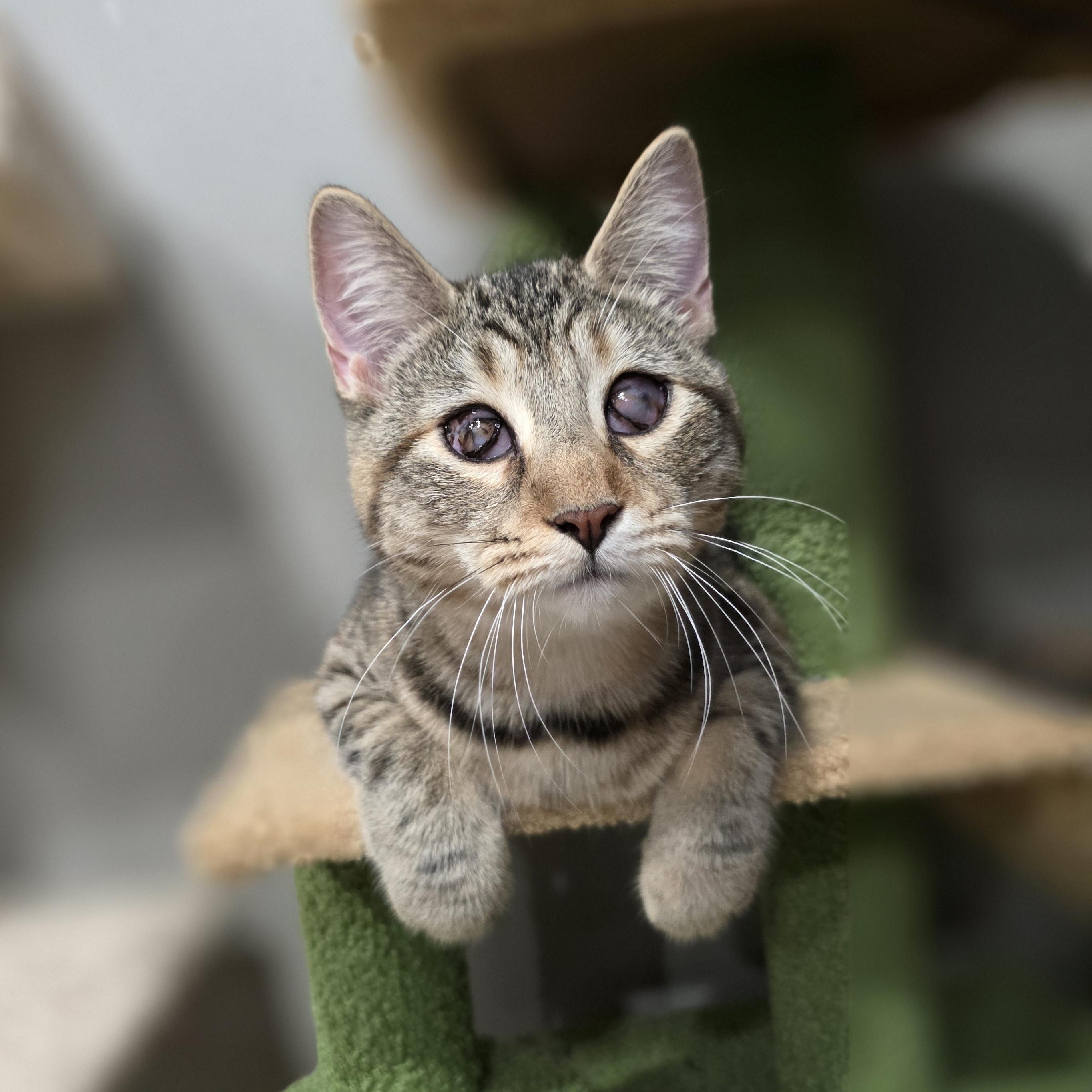 Enlarge Serenity, a Adoptable mixed breed in Mastic beach, NY image 3/4