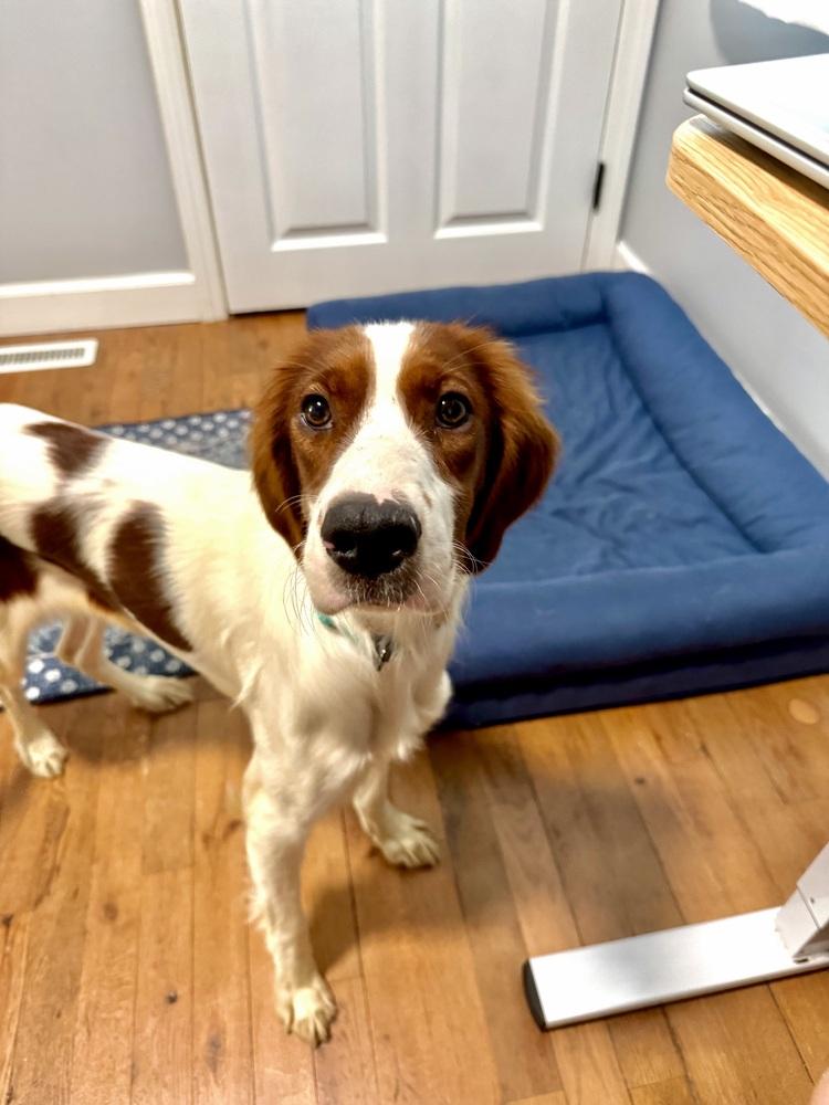 Available - Penny/Indiana, a Adoptable Irish Setter in Havertown, PA image 1/6