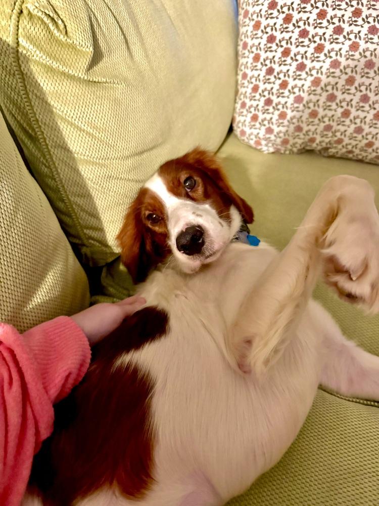 Available - Penny/Indiana, a Adoptable Irish Setter in Havertown, PA image 4/6