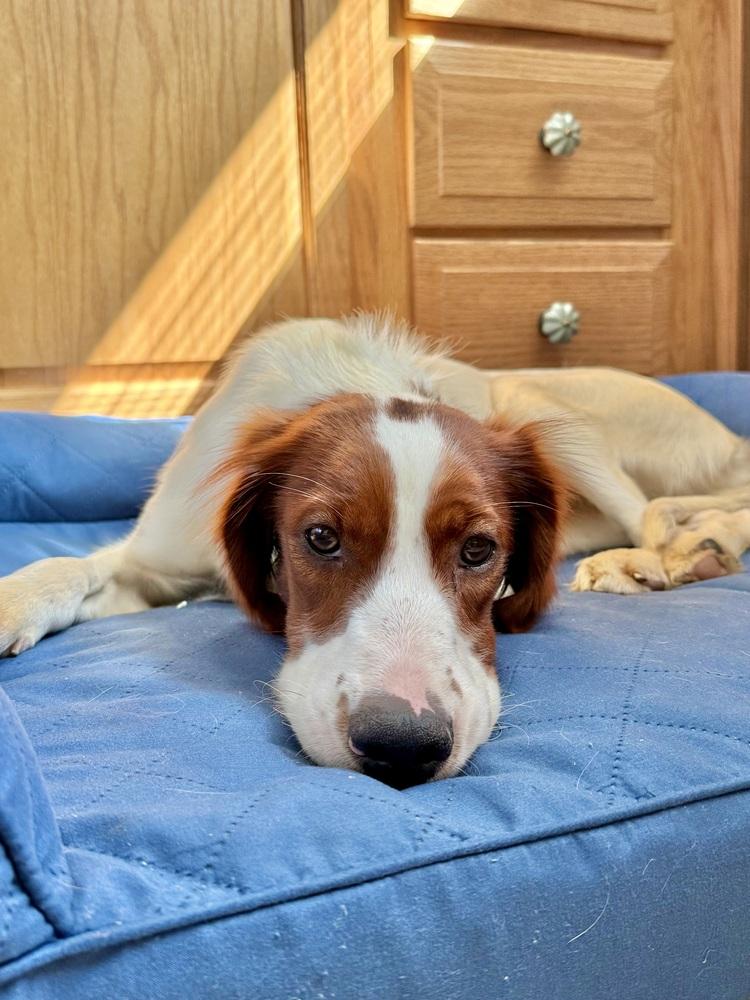 Available - Penny/Indiana, a Adoptable Irish Setter in Havertown, PA image 6/6