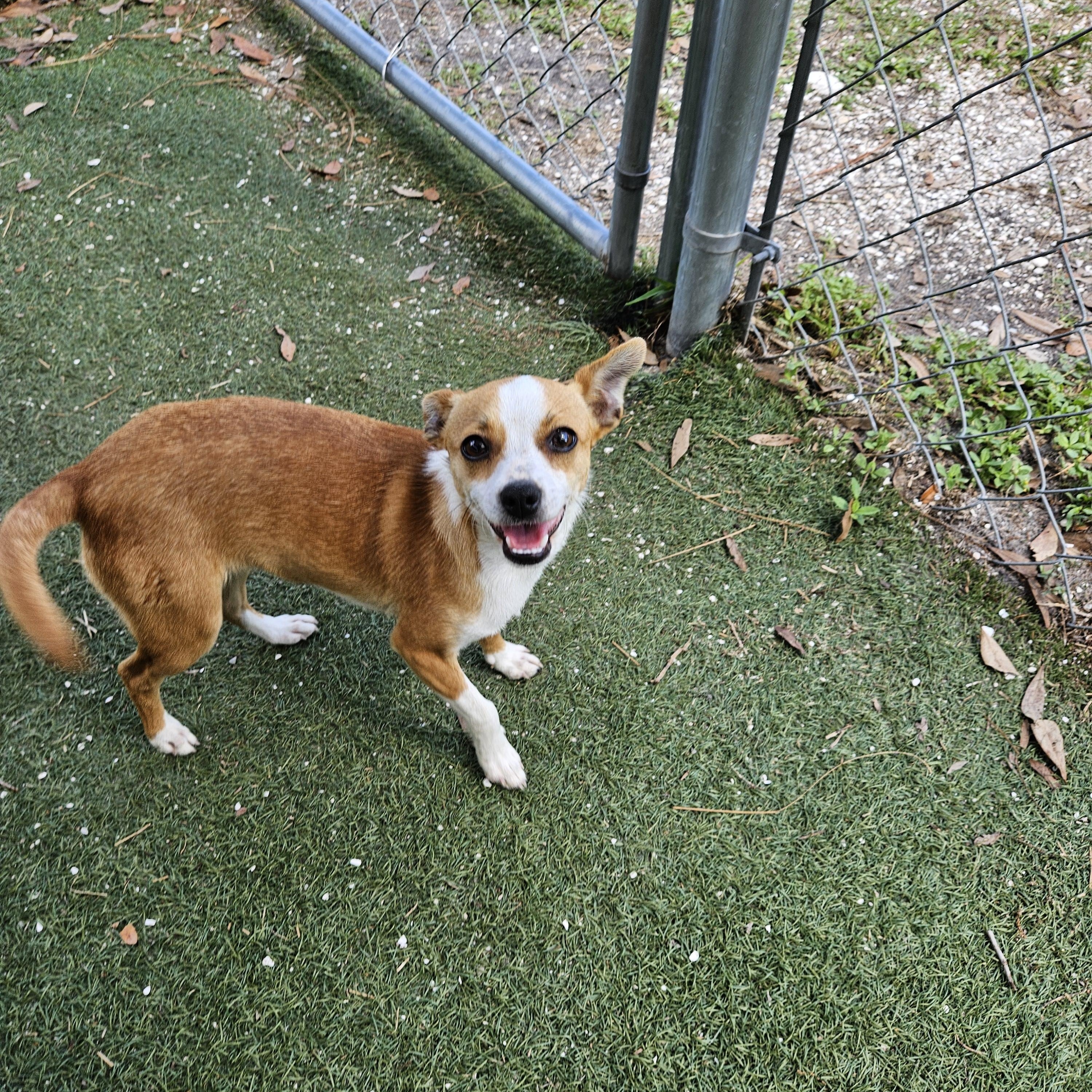 Cagney, adopted, Young Female Chihuahua.