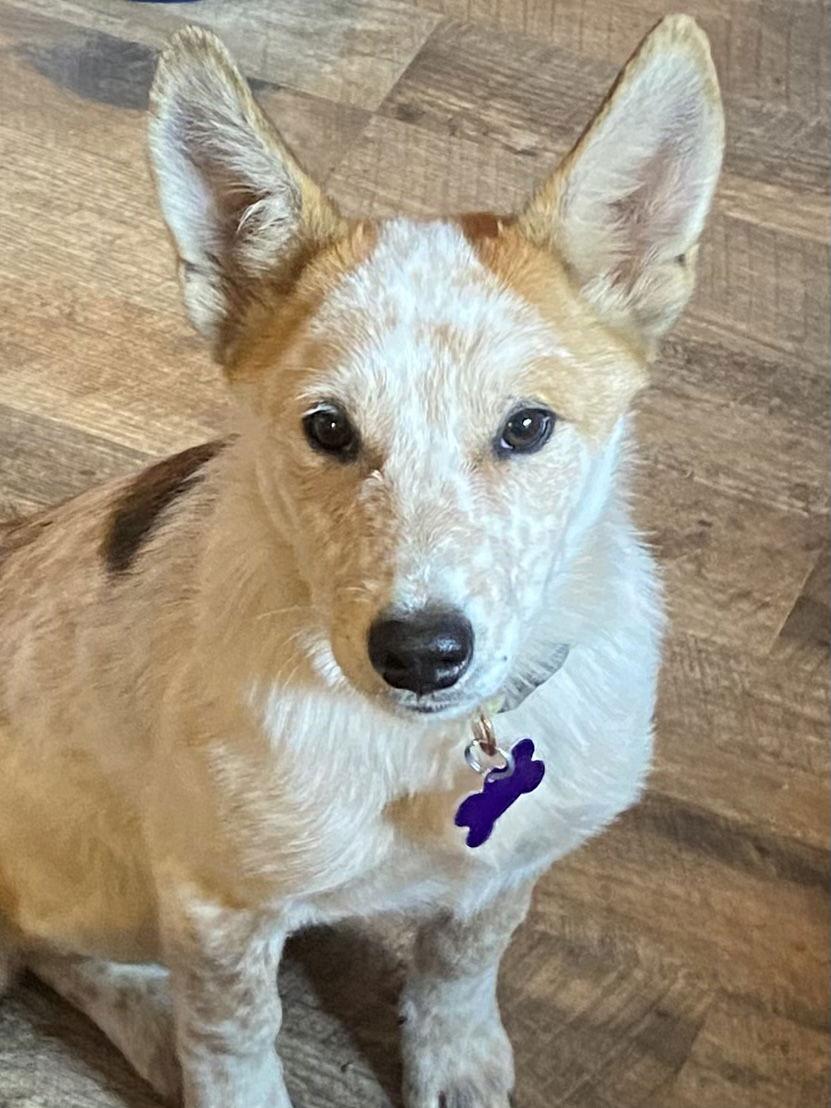 Oink, Adopted, Puppy Male Australian Cattle Dog / Blue Heeler.