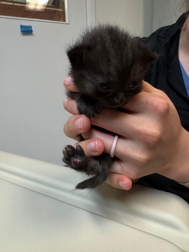 Galop, Adoptable, Kitten Female Domestic Short Hair.