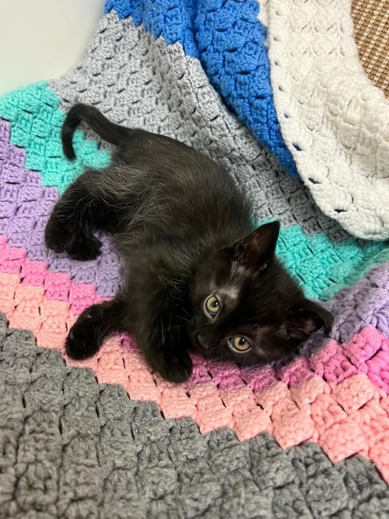 Galop, a Adoptable mixed breed in Winnipeg, MB image 2/2