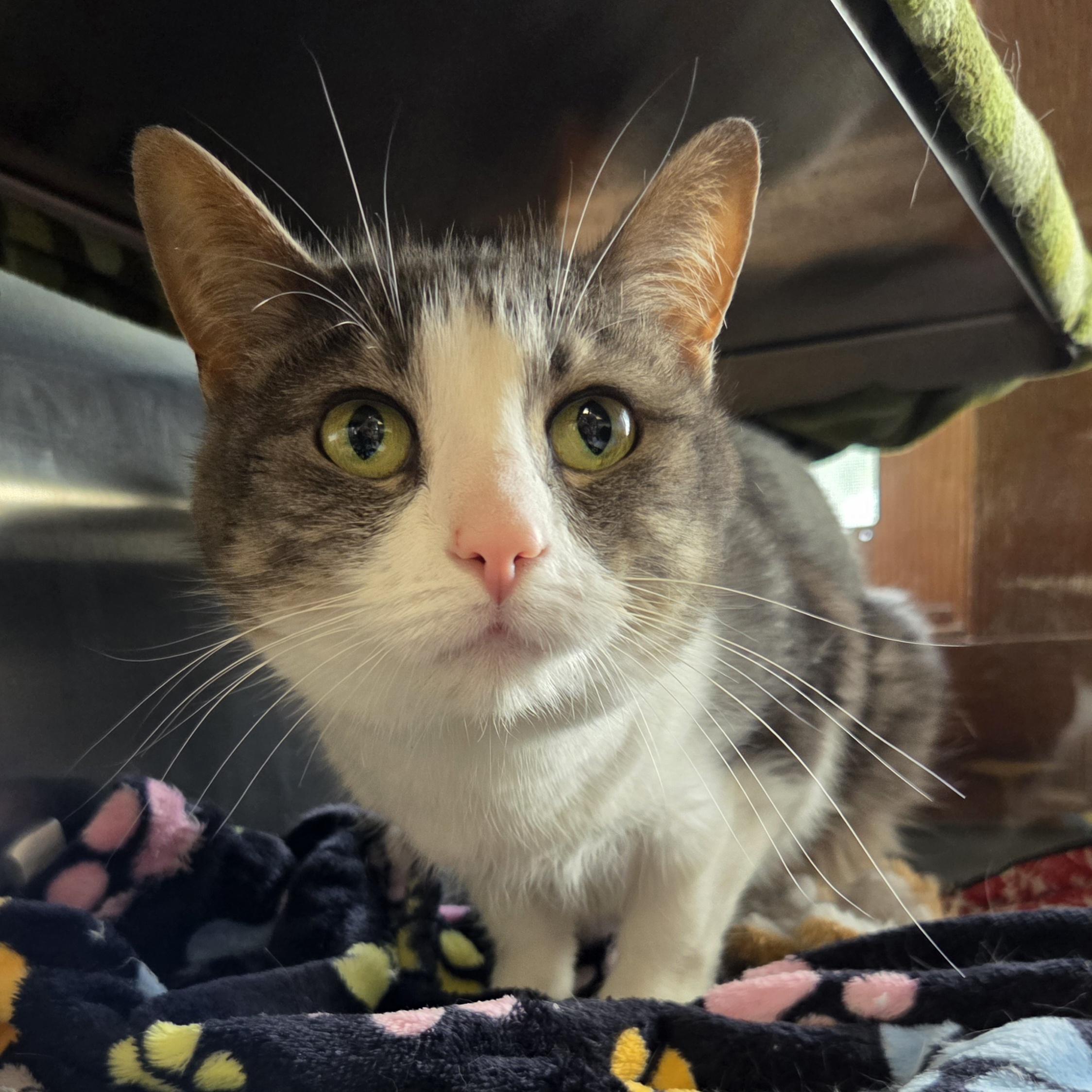 Enlarge Miley, a Adoptable Domestic Short Hair in Midland, MI image 2/5