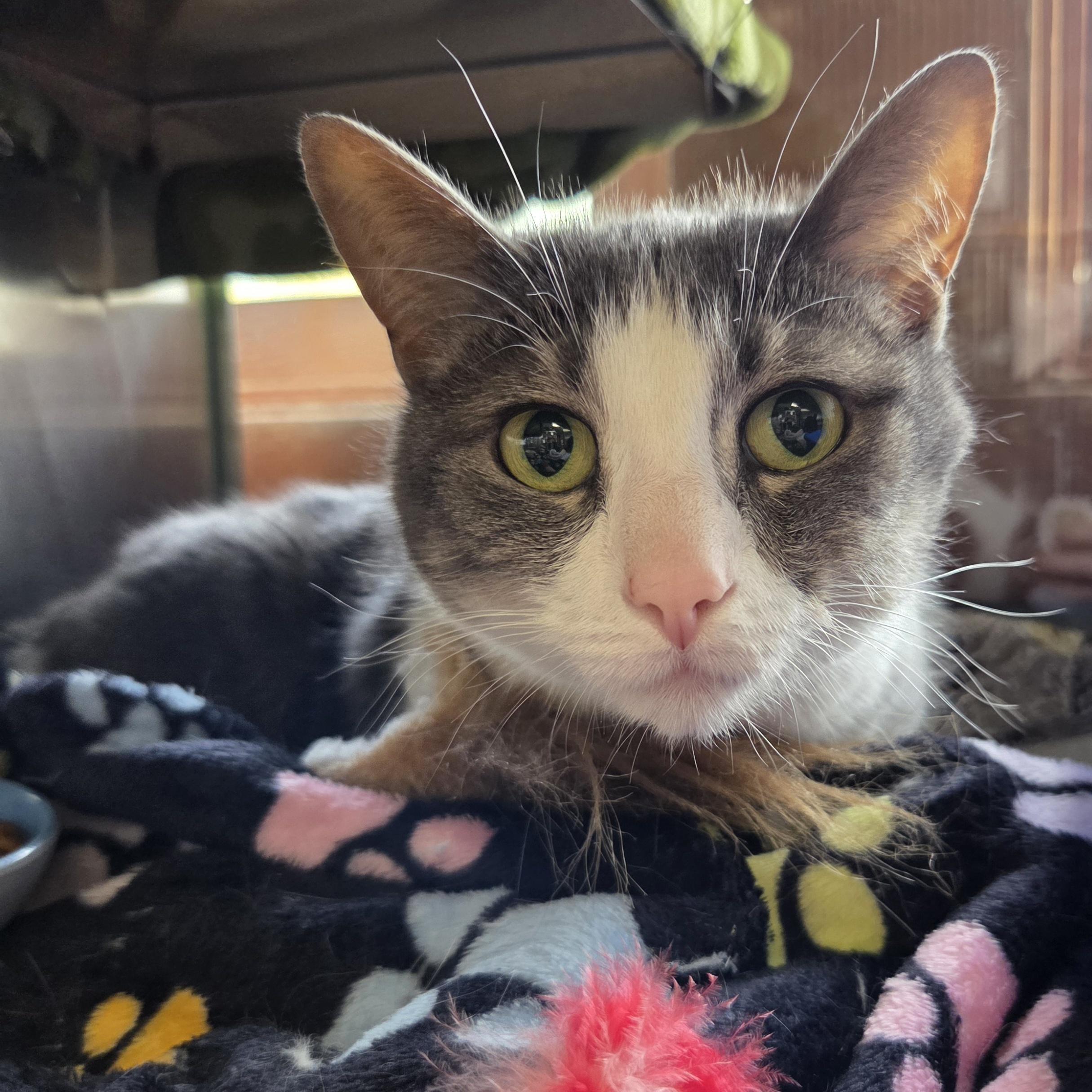 Enlarge Miley, a Adoptable Domestic Short Hair in Midland, MI image 4/5