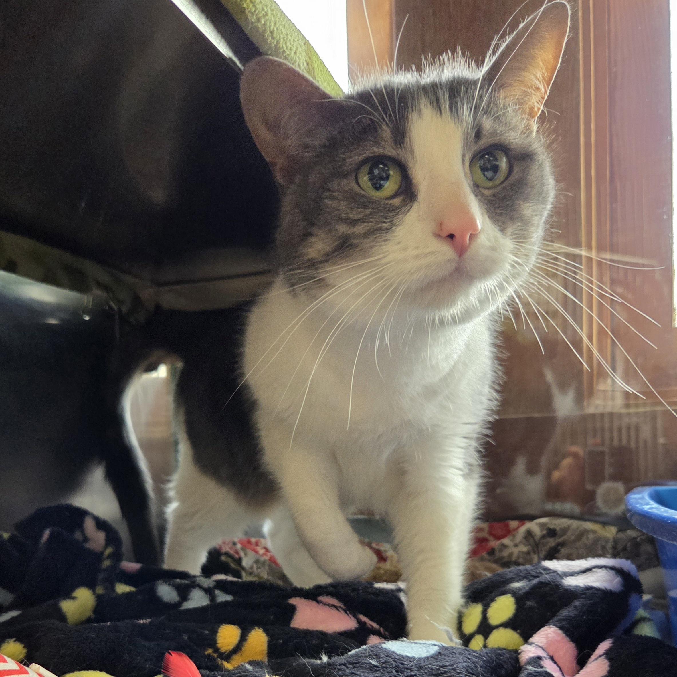 Enlarge Miley, a Adoptable Domestic Short Hair in Midland, MI image 3/5